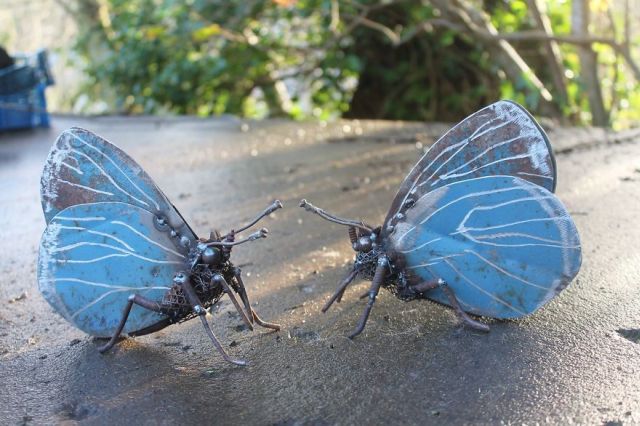 butterflies