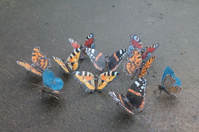 butterflies