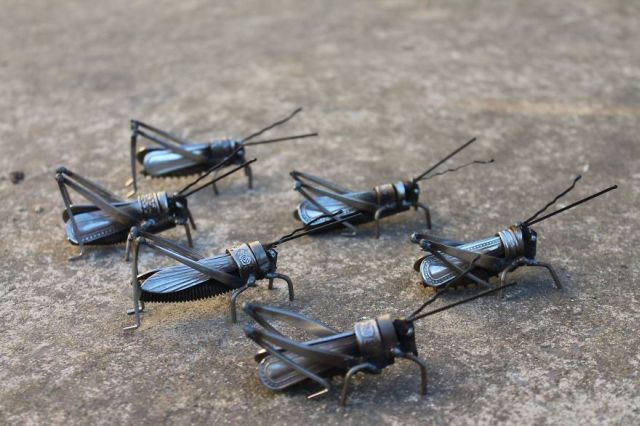grasshoppers