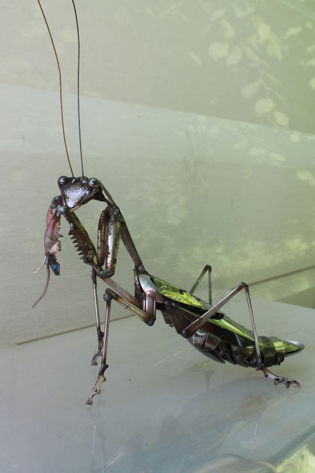 mantis