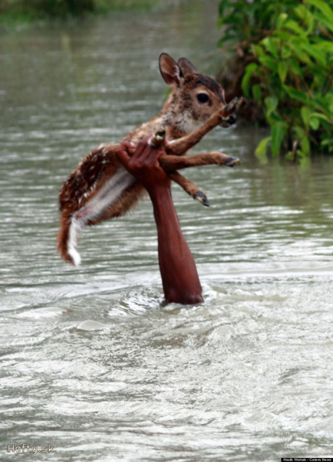 bambi is alive