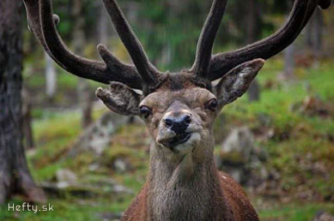dear deer