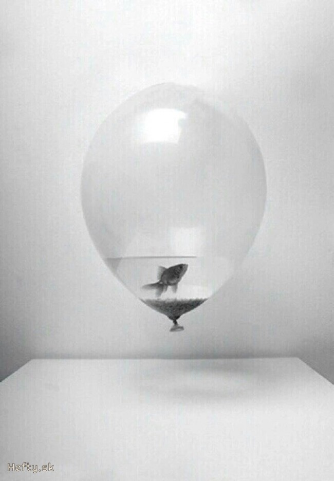 flying fish