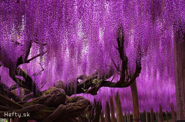 japonsk&yacute; strom wisteria