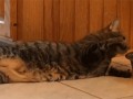 lazy cat is lazy