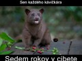 ocen&iacute; každ&yacute; kaf&iacute;čkov&yacute; kaj&scaron;mentke