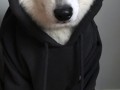 cool dog
