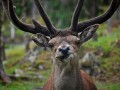 dear deer