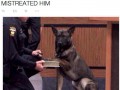dog at court