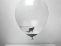 flying fish