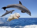 I believe I can fly