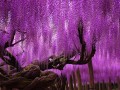 japonsk&yacute; strom wisteria