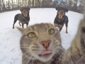 mačac&iacute;a selfie