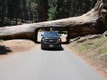 sequoia capital
