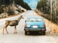 wanna talk about our lord and saviour big deer?