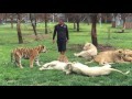 tiger si chr&aacute;ni večeru